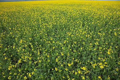 《幽灵行动：荒野》加入Game Pass后 出现联网问题